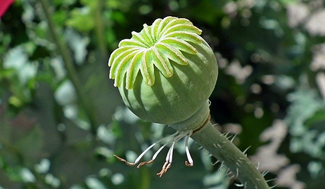 Free picture Poppy Makowka Nature -  to be edited by GIMP free image editor by OffiDocs