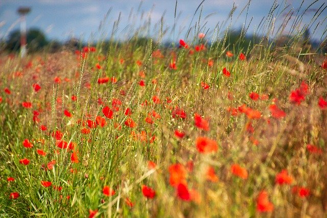 Gratis download Poppy Meadow - gratis foto of afbeelding om te bewerken met GIMP online afbeeldingseditor