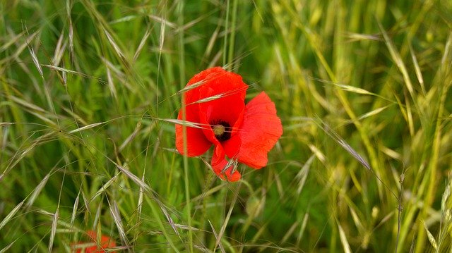 Template Photo Poppy Meadow Nature -  for OffiDocs