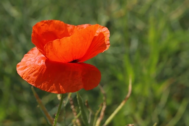 Free download poppy meadow poppy flower free picture to be edited with GIMP free online image editor