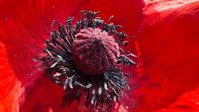 Free download poppy natural floral background red free picture to be edited with GIMP free online image editor