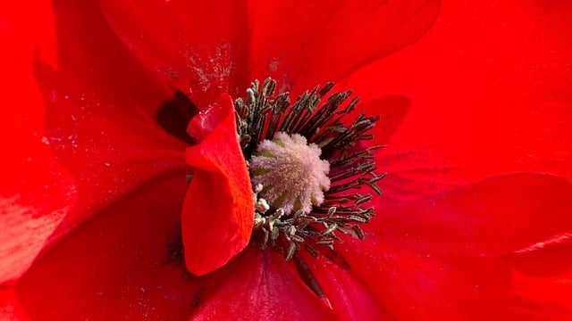 Free download poppy natural flower free picture to be edited with GIMP free online image editor