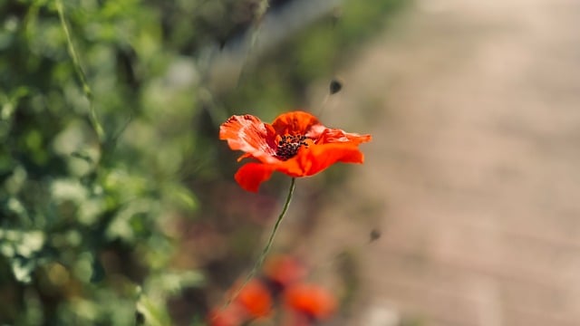 Free download poppy natural flowering free picture to be edited with GIMP free online image editor