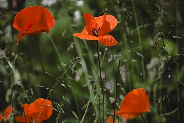 Free download poppy nature blossom bloom free picture to be edited with GIMP free online image editor