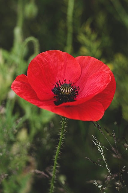 Free download poppy nature flower blossom red free picture to be edited with GIMP free online image editor