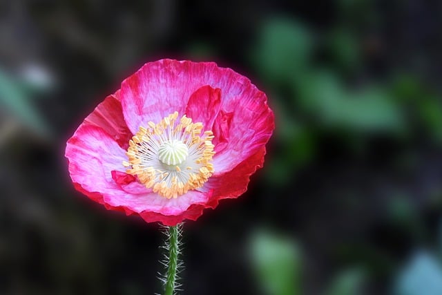 Free download poppy nature flower meadow flora free picture to be edited with GIMP free online image editor
