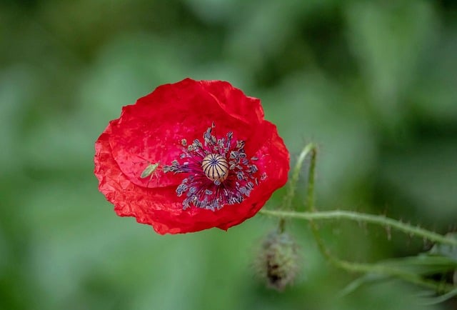 Free download poppy nature flowers flora floral free picture to be edited with GIMP free online image editor