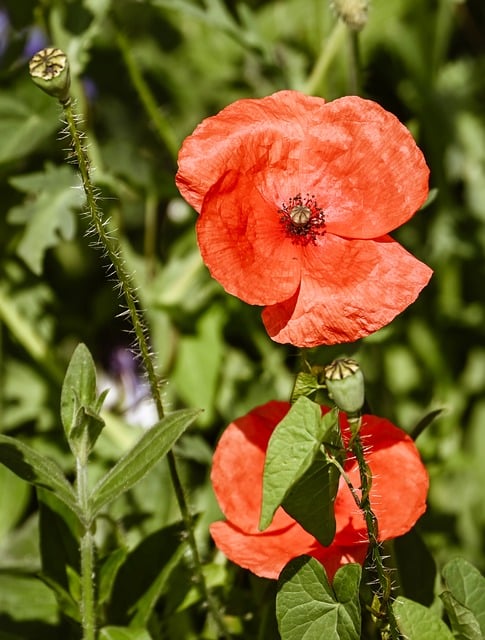 Free download poppy nature flower wallpaper plant free picture to be edited with GIMP free online image editor