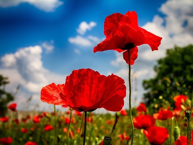 Ücretsiz indir Poppy Doğa Manzarası - GIMP çevrimiçi resim düzenleyici ile düzenlenecek ücretsiz fotoğraf veya resim