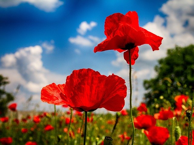 Download gratuito di Poppy Nature Landscape: foto o immagini gratuite da modificare con l'editor di immagini online GIMP