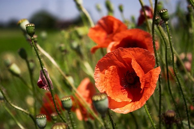 دانلود رایگان Poppy Nature Red - عکس یا تصویر رایگان برای ویرایش با ویرایشگر تصویر آنلاین GIMP