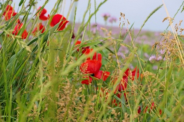 Unduh gratis Poppy Nature Summer - foto atau gambar gratis untuk diedit dengan editor gambar online GIMP
