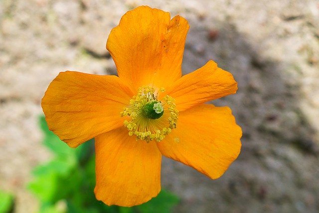 Muat turun percuma Poppy Orange Blossom - foto atau gambar percuma untuk diedit dengan editor imej dalam talian GIMP