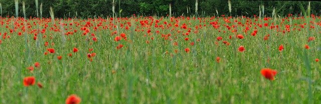 Free download Poppy Panorama Nature -  free photo or picture to be edited with GIMP online image editor
