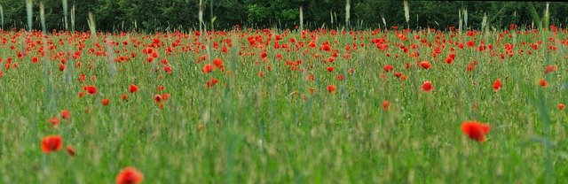 Unduh gratis Poppy Panorama Nature - foto atau gambar gratis untuk diedit dengan editor gambar online GIMP