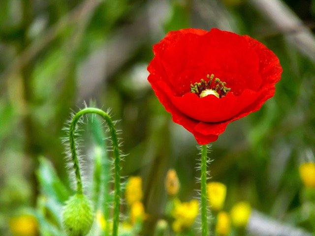 Free graphic poppy papaver rhoeas l flower to be edited by GIMP free image editor by OffiDocs
