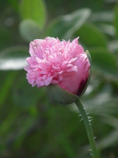 Unduh gratis Poppy Pink Flower - foto atau gambar gratis untuk diedit dengan editor gambar online GIMP