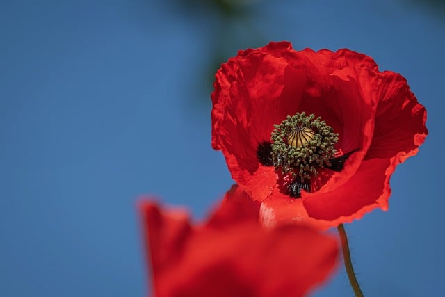 Free download poppy plant blossom bloom petals free picture to be edited with GIMP free online image editor