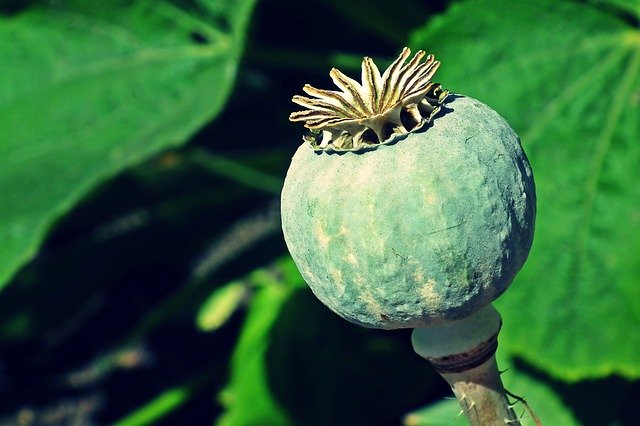 הורדה חינם Poppy Plant Makowka - תמונה או תמונה בחינם לעריכה עם עורך התמונות המקוון GIMP