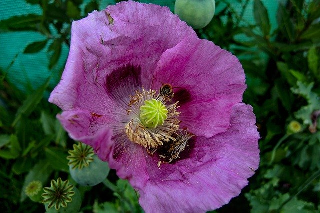 Free download Poppy Plant Nature -  free free photo or picture to be edited with GIMP online image editor