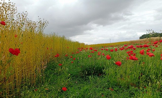 Free download Poppy Poppies Flowers -  free photo or picture to be edited with GIMP online image editor