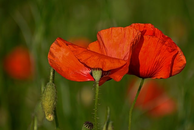 Free download poppy poppies flowers red cereal free picture to be edited with GIMP free online image editor
