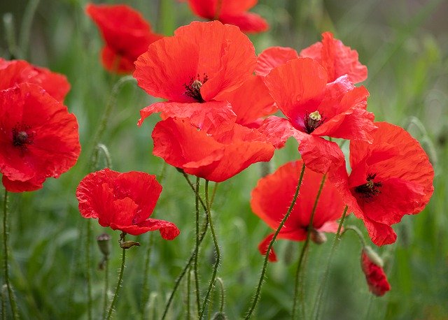 Free picture Poppy Poppies Klatschmohn -  to be edited by GIMP free image editor by OffiDocs
