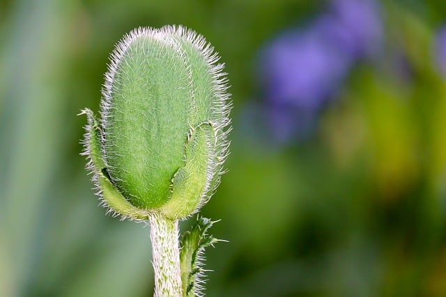 Free download poppy poppy bud furry to flourish free picture to be edited with GIMP free online image editor