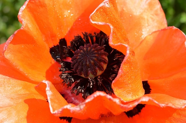 Free download poppy poppy flower corn poppy free picture to be edited with GIMP free online image editor