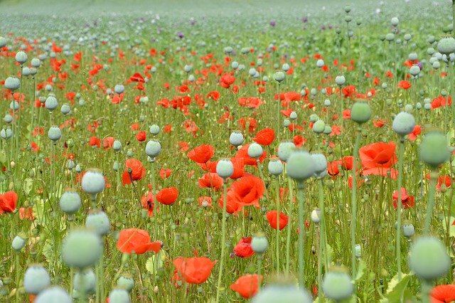 הורדה חינם Poppy Purple Red - תמונה או תמונה בחינם לעריכה עם עורך התמונות המקוון GIMP