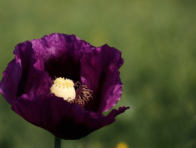 Unduh gratis Poppy Purple Violet - foto atau gambar gratis untuk diedit dengan editor gambar online GIMP