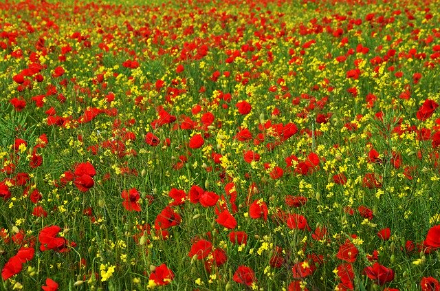 Free download Poppy Rape Red -  free photo or picture to be edited with GIMP online image editor