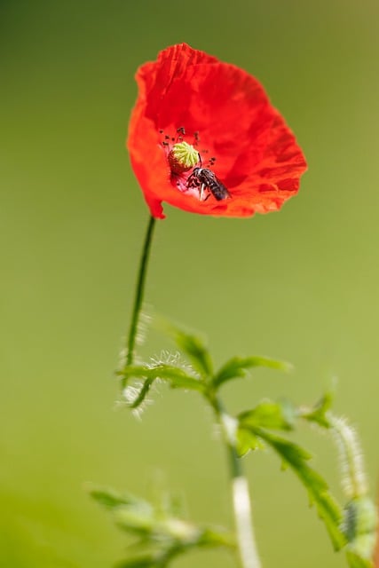 Free download poppy red flower flower blossom free picture to be edited with GIMP free online image editor