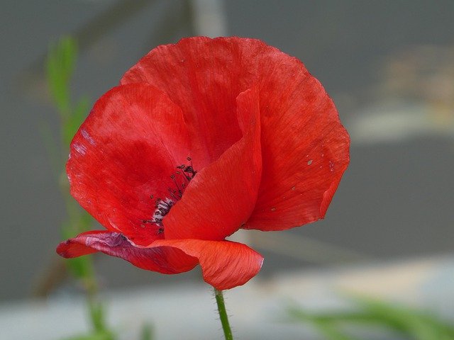 دانلود رایگان Poppy Red Flower Plant Wild - عکس یا تصویر رایگان قابل ویرایش با ویرایشگر تصویر آنلاین GIMP