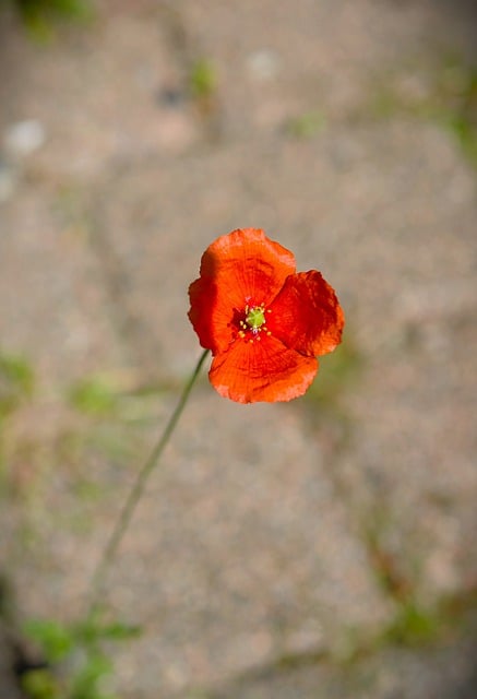 Free download poppy red flower red poppy nature free picture to be edited with GIMP free online image editor