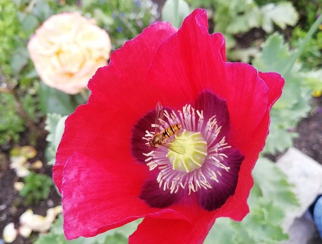 ດາວໂຫລດຟຣີ Poppy Red Hoverfly - ຮູບພາບຫຼືຮູບພາບທີ່ບໍ່ເສຍຄ່າເພື່ອແກ້ໄຂດ້ວຍບັນນາທິການຮູບພາບອອນໄລນ໌ GIMP