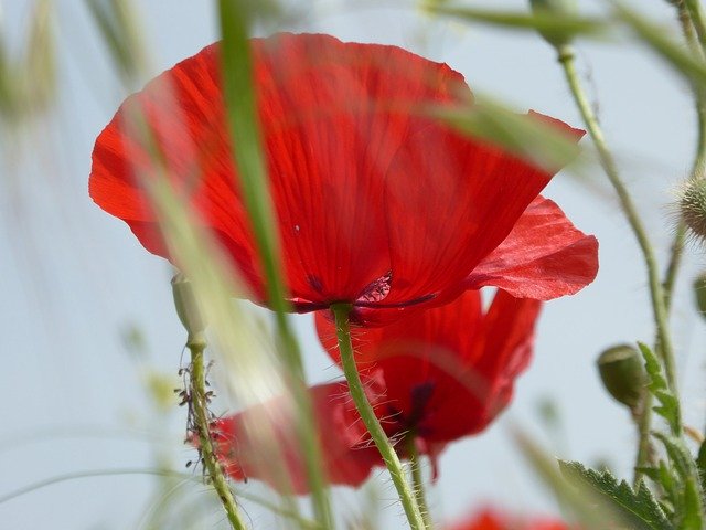 Free picture Poppy Red Nature -  to be edited by GIMP free image editor by OffiDocs