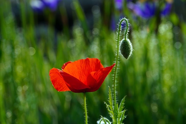 Free download poppy red poppy flower red flower free picture to be edited with GIMP free online image editor