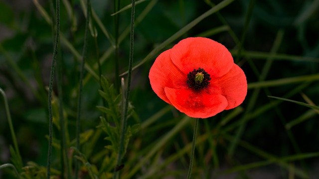 Unduh gratis Poppy Red Summer - foto atau gambar gratis untuk diedit dengan editor gambar online GIMP