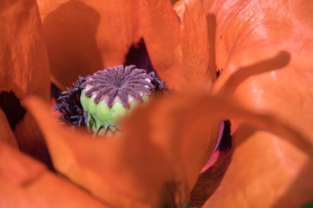 Kostenloser Download Mohn Stempel Nahaufnahme Blüte Kostenloses Bild, das mit dem kostenlosen Online-Bildeditor GIMP bearbeitet werden kann