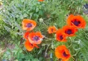 Free download poppys free photo or picture to be edited with GIMP online image editor