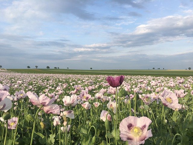 Bezpłatne pobieranie Poppy Spring Flower - darmowe zdjęcie lub obraz do edycji za pomocą internetowego edytora obrazów GIMP