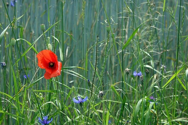 Free download Poppy Summer Diversity -  free photo or picture to be edited with GIMP online image editor