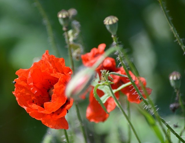 Unduh gratis Poppy Summer Nature - foto atau gambar gratis untuk diedit dengan editor gambar online GIMP