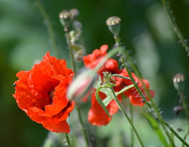 무료 다운로드 Poppy Summer Nature - 무료 사진 또는 GIMP 온라인 이미지 편집기로 편집할 수 있는 사진