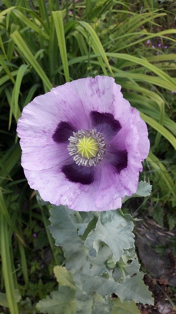 무료 다운로드 Poppy Violet Purple - 무료 사진 또는 김프 온라인 이미지 편집기로 편집할 수 있는 사진