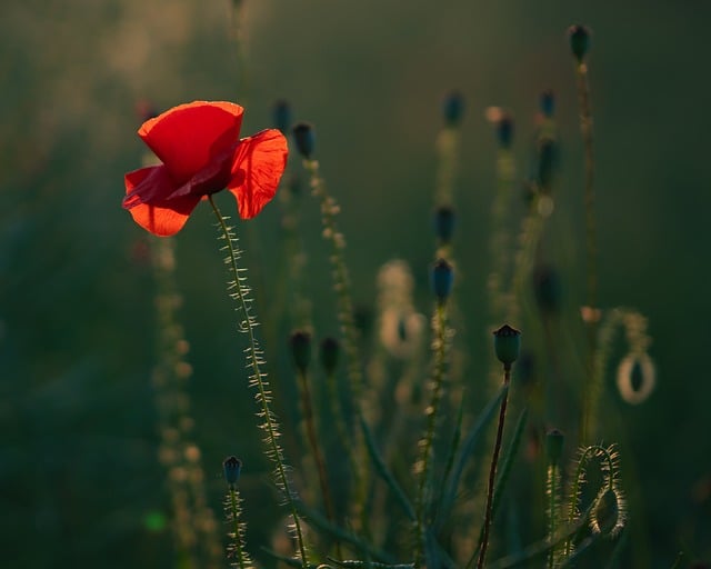 Free download poppy wildflower flower blossom free picture to be edited with GIMP free online image editor