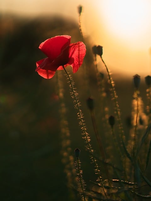 Free download poppy wildflower flower close up free picture to be edited with GIMP free online image editor