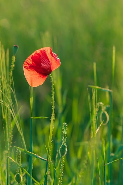 Free download poppy wildflower meadow field free picture to be edited with GIMP free online image editor
