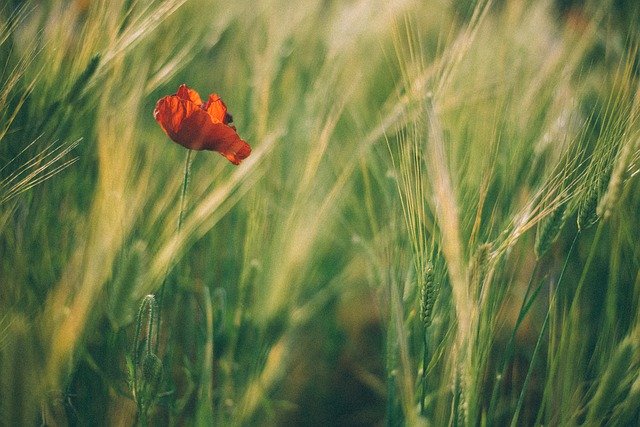 ດາວ​ໂຫຼດ​ຟຣີ Poppy Yanggwibikkot Plants - ຮູບ​ພາບ​ຟຣີ​ຫຼື​ຮູບ​ພາບ​ທີ່​ຈະ​ໄດ້​ຮັບ​ການ​ແກ້​ໄຂ​ກັບ GIMP ອອນ​ໄລ​ນ​໌​ບັນ​ນາ​ທິ​ການ​ຮູບ​ພາບ